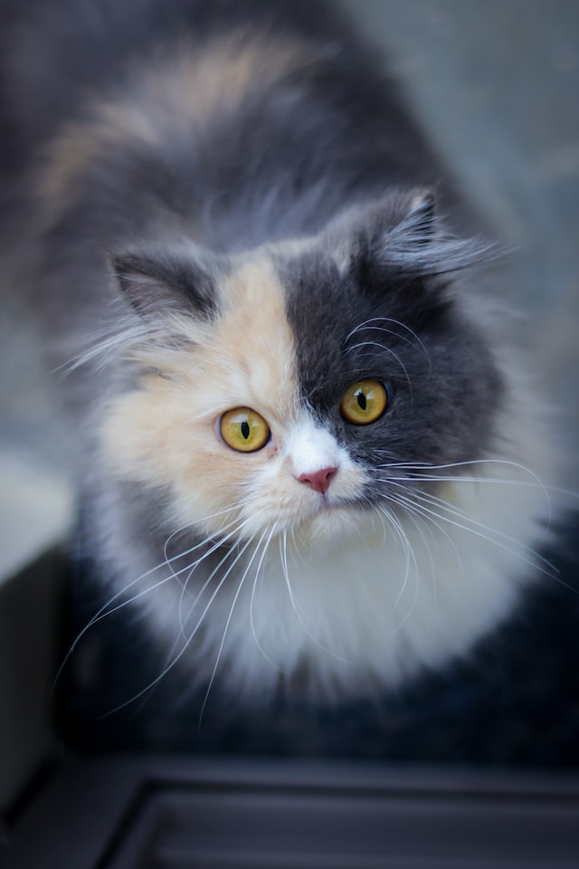nihal karkala vcg9 w yMk unsplash